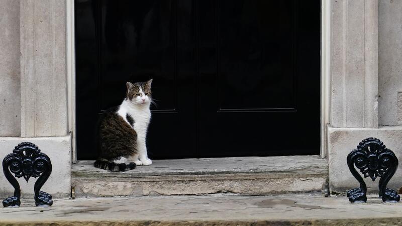 Britischer Premier: Neues Kätzchen heißt Prince In der Downing Street gibt es schon tierische Bewohner, darunter Kater Larry.