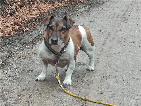 In der Gemeinde Schladen-Werla können Hunde künftig mit ihrer Transpondernummer angemeldet werden. Die klassische Steuermarke entfällt damit.