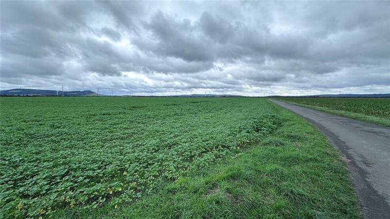 Harzburgs Planungsausschuss legt sich mit dem Bürgermeister an In der Harlingeröder Feldmark soll ein Energiepark entstehen. Die Politik findet das gut, der Bürgermeister aktuell nicht.