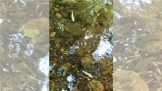 In der Ilse wurden mehrere tote Fische gefunden. Foto: Privat