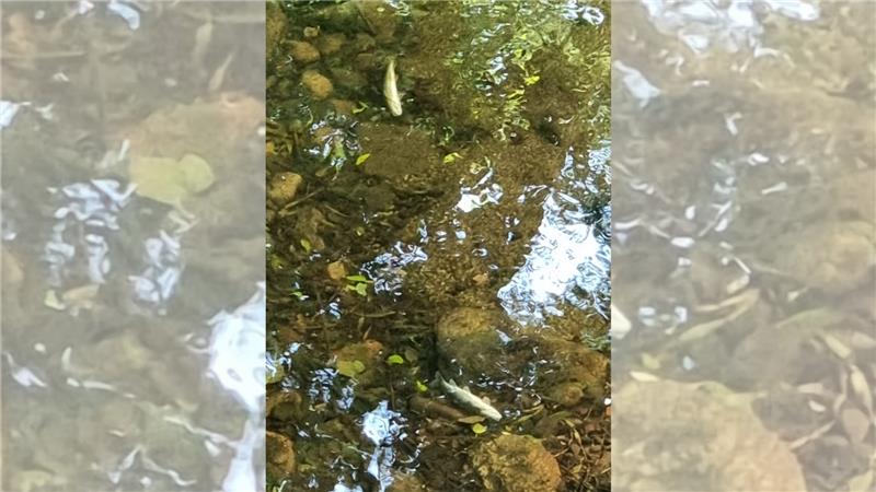 In der Ilse wurden mehrere tote Fische gefunden. Foto: Privat