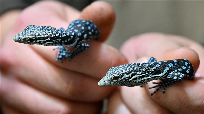 In der Jugend schon blau: Junge, Blaue Warane im Zoo im tschechischen Pilsen. 