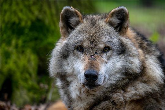 In der Nähe von Hannover ist ein Wolf getötet und zerstückelt worden. (Symbolbild)