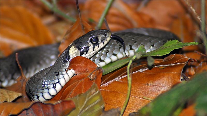 Angst vor Ringelnattern im Harz? So gefährlich sind sie wirklich In der Natur gut getarnt: Die harmlose Ringelnatter ist in Deutschland weit verbreitet.