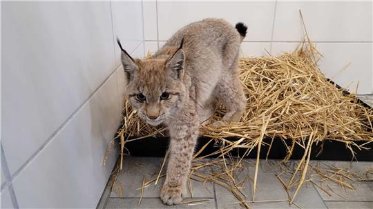 In der Quarantänestation wird der junge Luchs erst einmal aufgepäppelt. Foto: Ole Anders