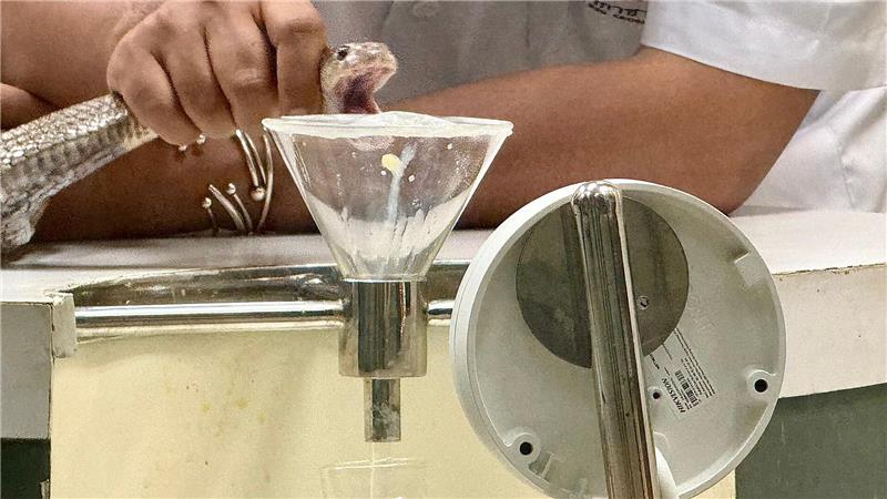 In der Schlangenfarm in Bangkok können Besucher beobachten, wie Schlangen gemolken werden.