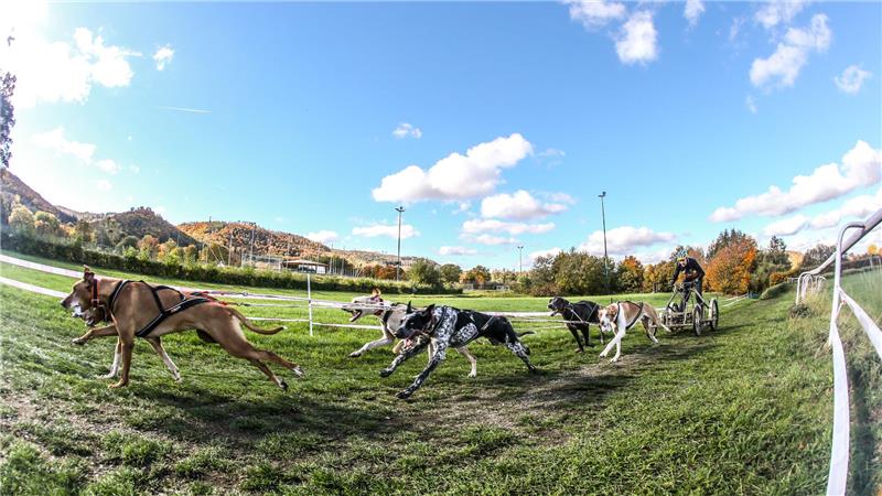 In der Spitze werden bei den Schlittenhunderennen über 50 Stundenkilometer erreicht.