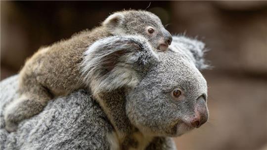 In der Wilhelma sind im vergangenen Jahr zwei Koala-Babys geboren worden. Nun stehen die Geschlechter der beiden fest. Hier trägt Koala-Weibchen Auburn ihr weibliches Jungtier durchs Gehege. (Foto-Handout)