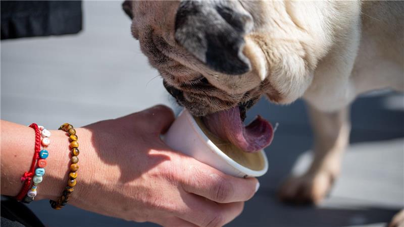 In der Zeit, in der ein Hund sein Eis schleckt, kann der Hundebesitzer selbst in Ruhe genießen. 