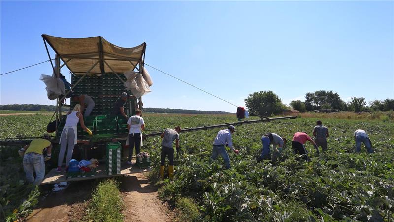 In der prallen Sonne besonders exponiert: Arbeiter auf dem Feld (Archivbild)