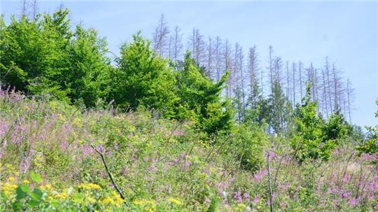 In der vergangenen Pflanzsaison wurden allein im Harz etwa 2,6 Millionen Setzlinge gepflanzt.