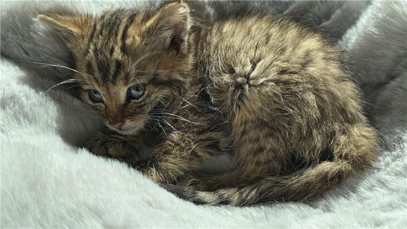 In diesem Zustand landet das Wildkatzenbaby bei Annett Jerke. Was ist passiert?