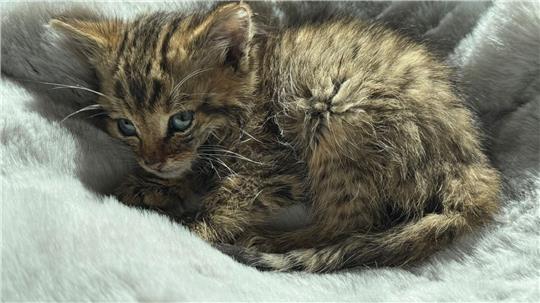 In diesem Zustand landet das Wildkatzenbaby bei Annett Jerke. Was ist passiert?