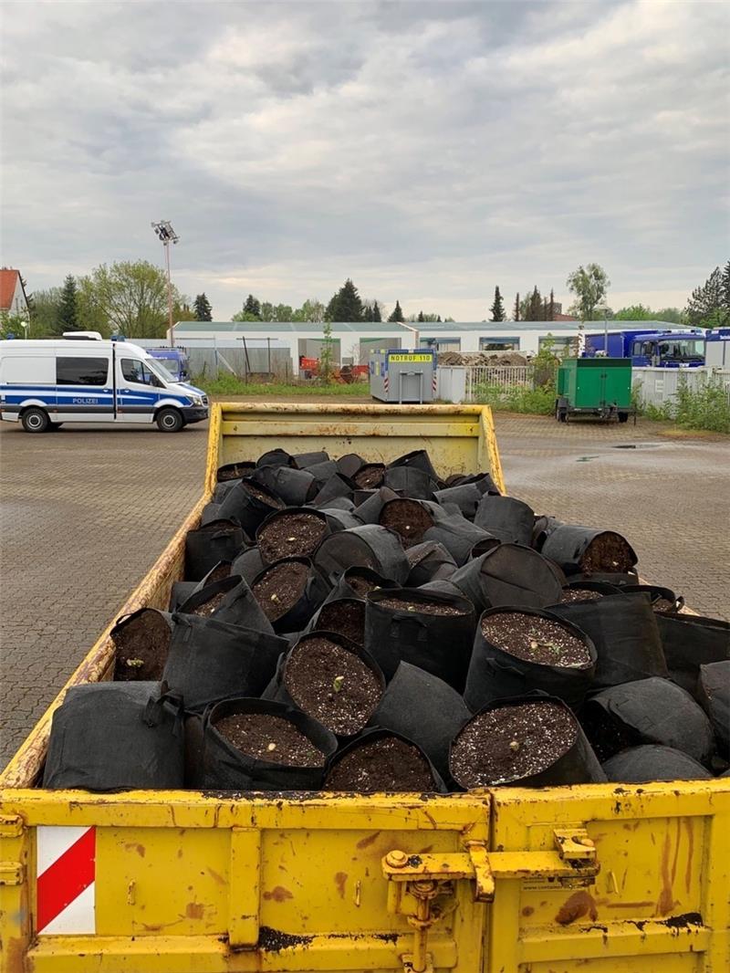 In diesen Blümenkübeln waren die Cannabis-Pflanzen verstaut. Foto: Polizeiinspektion Goslar