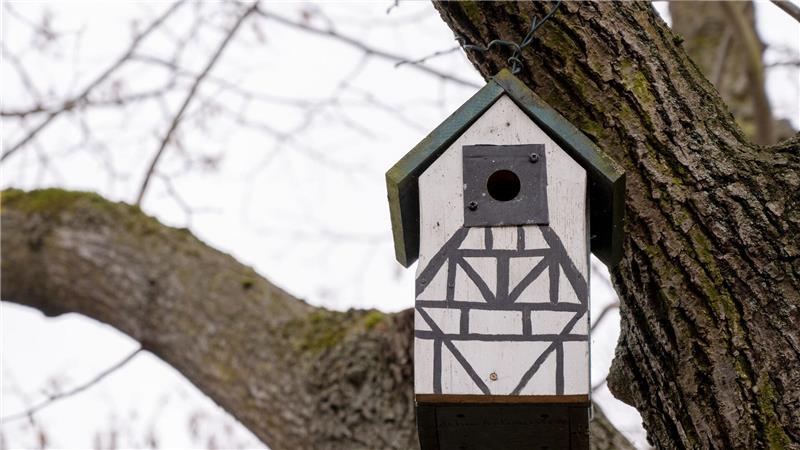 In einem Baum hängt ein Nistkasten für Meisen. (Symbolbild)