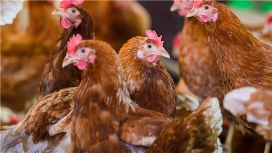 In einem Geflügelbetrieb im Kreis Leer ist die Vogelgrippe ausgebrochen. (Symbolbild)