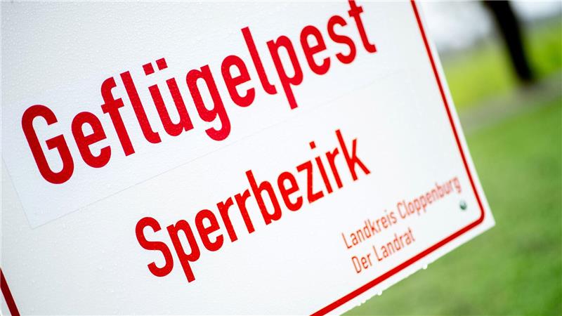 In einem Putenbetrieb in der Gemeinde Garrel ist die für Geflügel hochansteckende Geflügelpest festgestellt worden. (Archivbild)