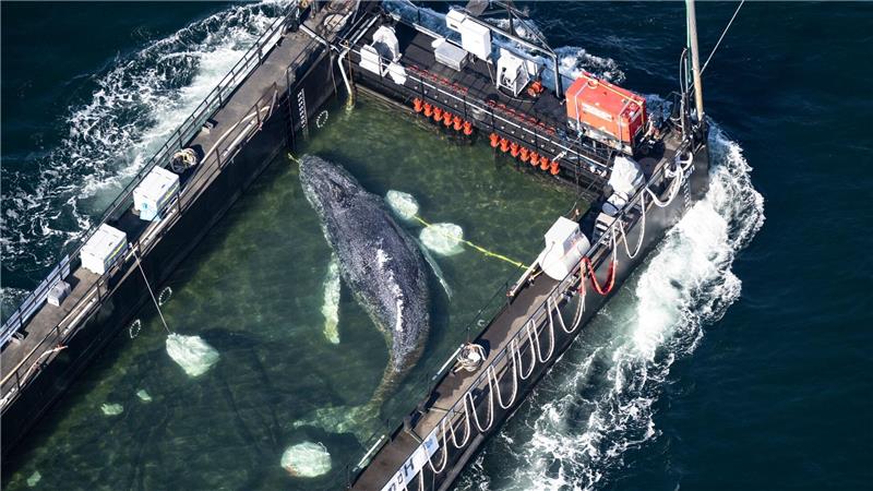In einer Art stählernem Aquarium wird der Poeler Buckelwal Richtung Nordsee geschleppt.