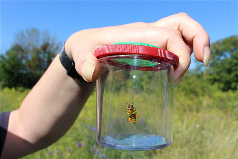 Naturschützer entdecken seltene Insektenarten In einer Stunde fängt die Gruppe 43 Arten mit ihren Becherlupen. Foto: Wendt