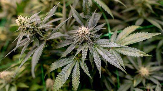 In einer früheren Gaststätte hat die Polizei eine illegal betriebene Cannabisplantage gefunden. (Symbolbild)