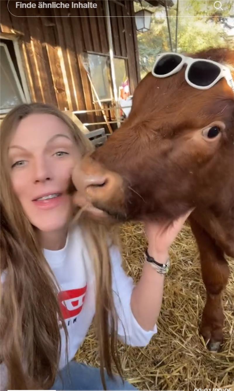 In ihren Tiktok-Videos zeigt Svenja Klein alias „HafiHorse“ ihre vielen Tiere – wie hier eines ihrer Rinder. Da entstehen mitunter sehr amüsante Szenen.