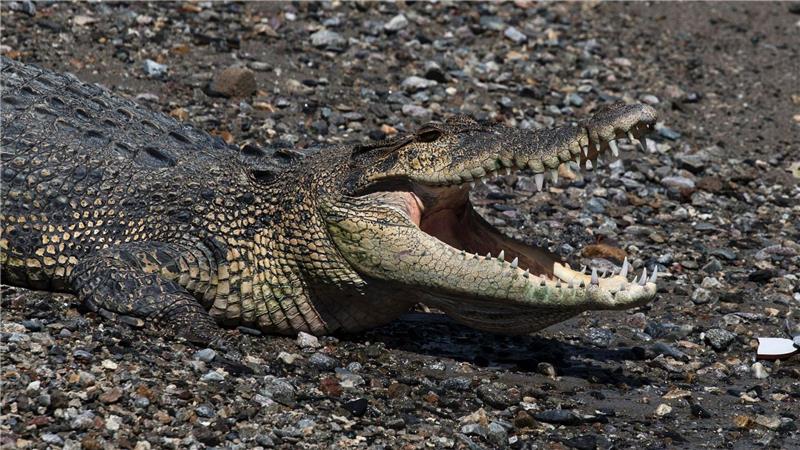 Krokodil gegen Mensch in Indonesien In keinem Land der Welt gibt es so viele Krokodilattacken auf Menschen wie in Indonesien.