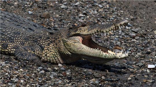 In keinem anderen Land der Erde werden so viele Menschen von Krokodilen angegriffen wie in Indonesien. (Symbolbild)
