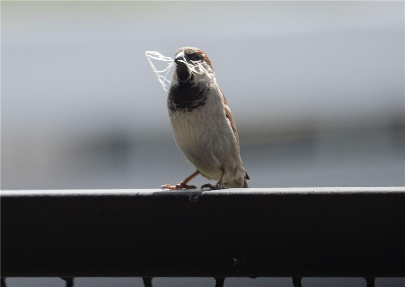 In manchen Städten ist der Spatz auf dem Rückzug.