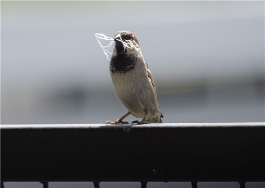 In manchen Städten ist der Spatz auf dem Rückzug.
