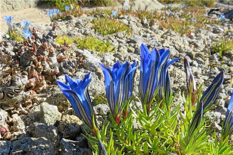 In markantem Blau blüht der Wellensittich-Enzian auf dem Brocken.  Foto: Karste