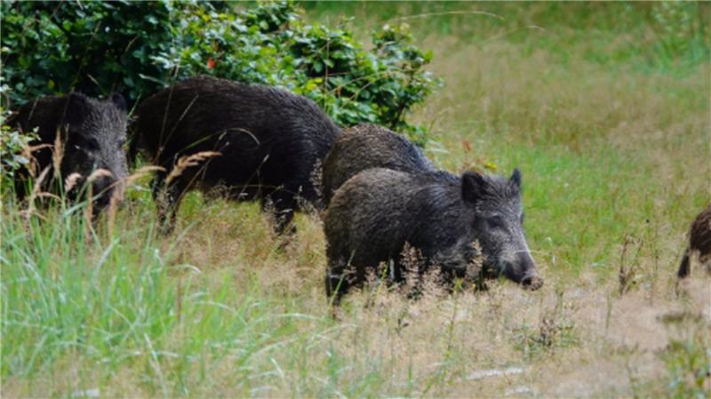 In und um St. Andreasberg wüten vergangenes Jahr die Wildschweine. Deren Abwehr hat die Stadt viel Geld gekostet, das im Haushalt nicht eingeplant war.