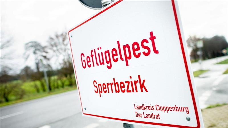 In weiteren zwei Putenbetrieben im Landkreis Cloppenburg ist die Geflügelpest nachgewiesen worden. (Archivfoto)