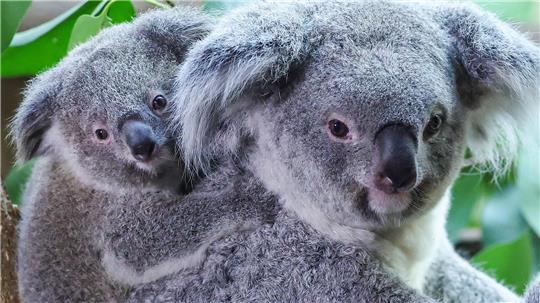 Inala - Acht Monate altes Koala-Baby frisch getauft