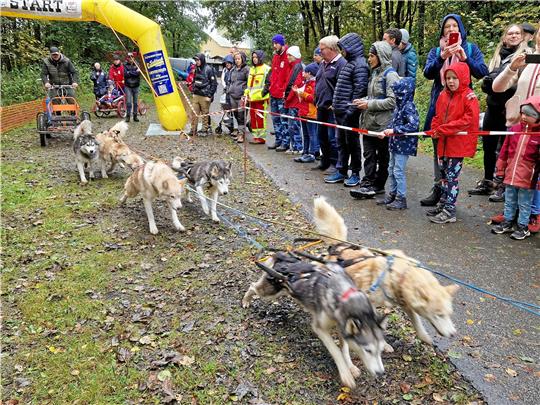 Indian Summer Race: Die Besucher fiebern am Start mit den Schlittenhunden mit. Foto: Knoke