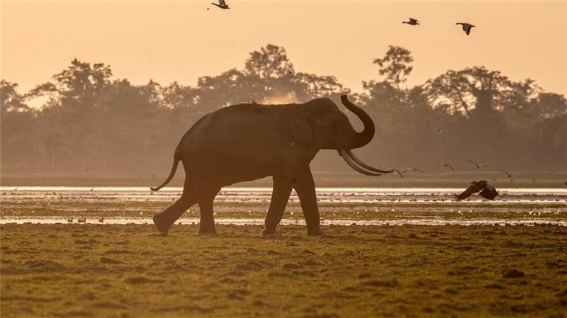 Indien hat mehrere Systeme mit Künstlicher Intelligenz entwickelt, um seine Elefanten besser zu schützen.