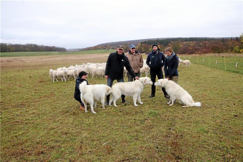 Informieren über die Landschaftspflege (v.li.): Mandy Henning-Hahn, Schäfer Andreas Kroll, Rinderzüchter Daniel Morick, Karl Könecke und Carolin Kluger (beide Landschaftspflegeverband). Foto: Gereke