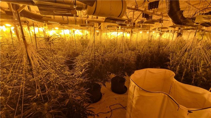 Innerhalb der letzten Monate entdeckte die Polizei bereits sechs größere Cannabisplantagen in der Region.