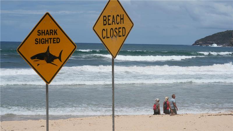 Innerhalb von nur wenigen Tagen wurden aus dem australischen Bundesstaat New South Wales vier Haiangriffe gemeldet. (Symbolbild)