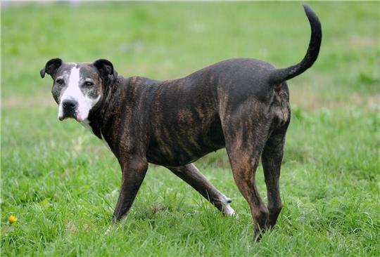 Innerhalb von vier Jahren stieg die Hundepopulation im Vereinigten Königreich um 15 Prozent - nicht immer ist das Zusammenleben von Mensch und Tier friedlich. (Im Bild: eine American Staffordshire-Hündin)