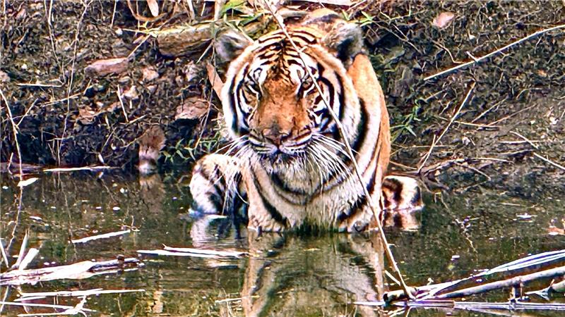 Innerhalb weniger Wochen starben in Nordthailand Dutzende Tiger - offenbar an einem Virus. (Archivbild)