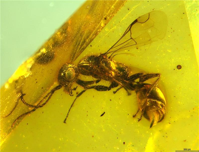 Insektenforscher entdecken längst ausgestorbene Wespe Insektenforscher haben eine bislang unbekannte Wespenart in einem 100 Millionen Jahre altem Bernstein entdeckt.