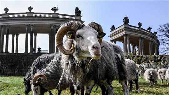 Insgesamt 35 Schafe weiden im Park Sanssouci derzeit auf der Wiese am Rossbrunnen und helfen bis November bei der ökologischen Wiesenpflege von 15 Hektar Grasfläche.