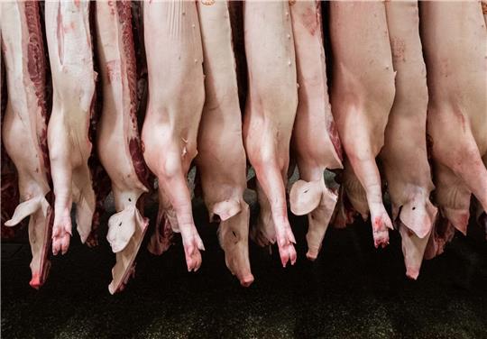Insgesamt produzierten Schlachtunternehmen 2023 rund 4,2 Millionen Tonnen Schweinefleisch - deutlich weniger als noch 2022.