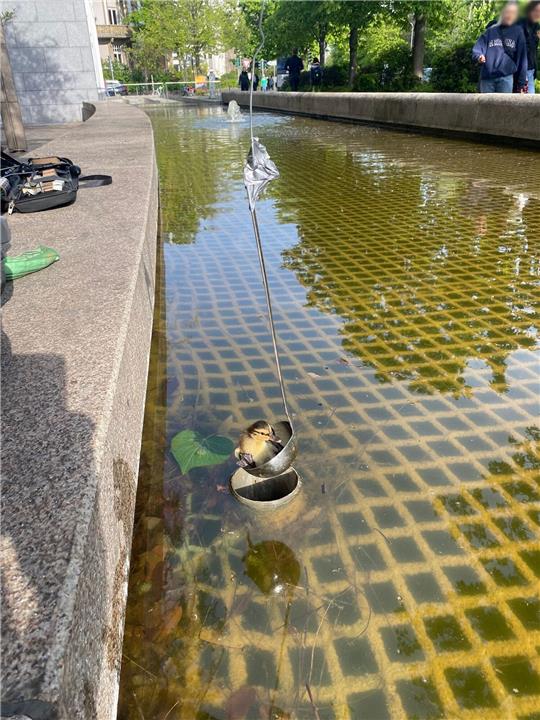 Insgesamt retteten die Einsatzkräfte zwölf Tierkinder mit einer Suppenkelle.