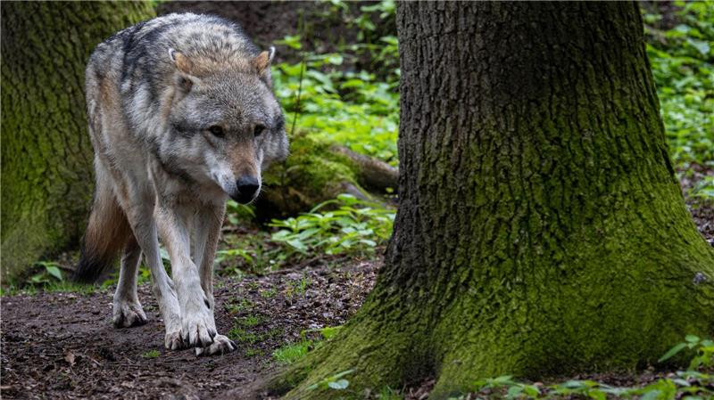 Bislang 314 tote Wölfe in Niedersachsen gefunden Insgesamt sind in Niedersachsen bislang mehr als 300 Wölfe tot aufgefunden worden. (Archivfoto)