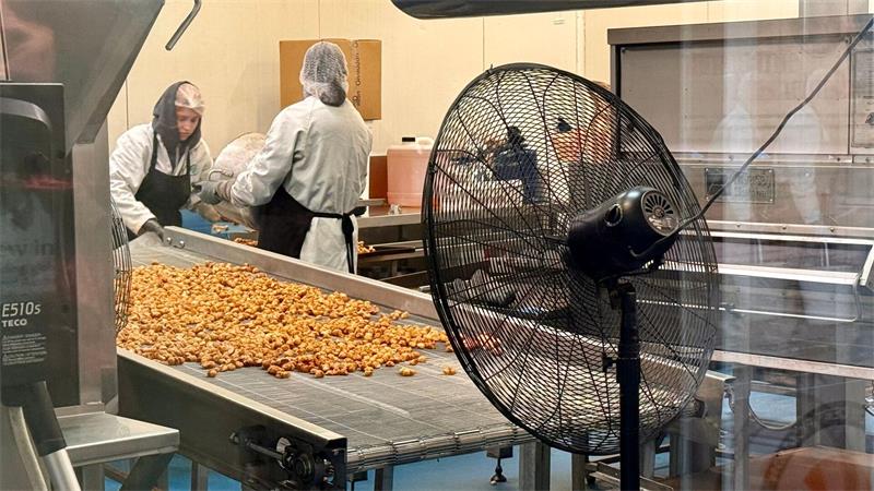 Supernuss Macadamia: Eine Australierin zum Anbeißen Interessenten können bei Nutworks beobachten, wie die Macadamia-Nüsse verarbeitet werden.