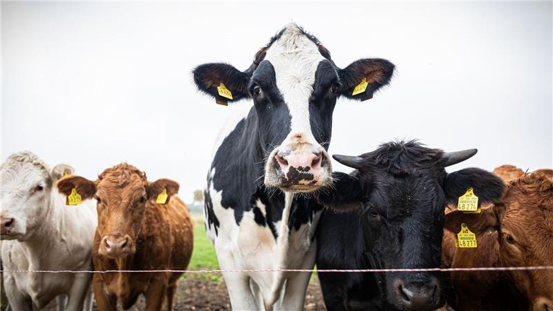 Ausgerechnet ein Schlachter rettet ein Kälbchen vor dem Tod Inzwischen ist Ochse Hugo über zwei Meter groß und mehr als eine Tonne schwer - und bewacht eine Herde von Jungrindern.