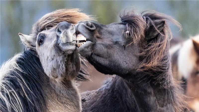 Islandpferde rangeln bei Temperaturen von vier Grad über null auf ihrer Koppel im Taunus.