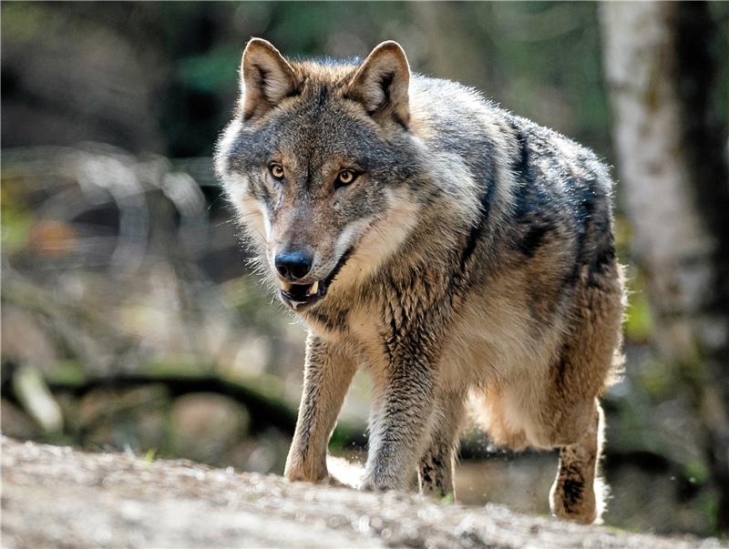 Wolf reißt Schaf im Kleinen Fallstein Ist der Wolf am Harz jetzt heimisch? Ihm definitiv zugeschrieben wird zumindest der Riss eines Schafes im Kleinen Fallstein. Experten gehen nicht davon aus, dass der Höhenzug nun ein Wolfsrevier ist, sondern dass Tiere auf der Durchreise waren. Foto: dpa
