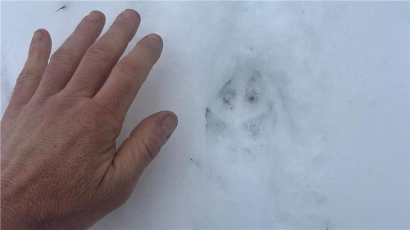 Verdacht auf einen Wolf: Neun Schafe bei Suderode gerissen Eine Menschenhand liegt neben einem Pfotenabdruck eines Wolfes im Schnee.